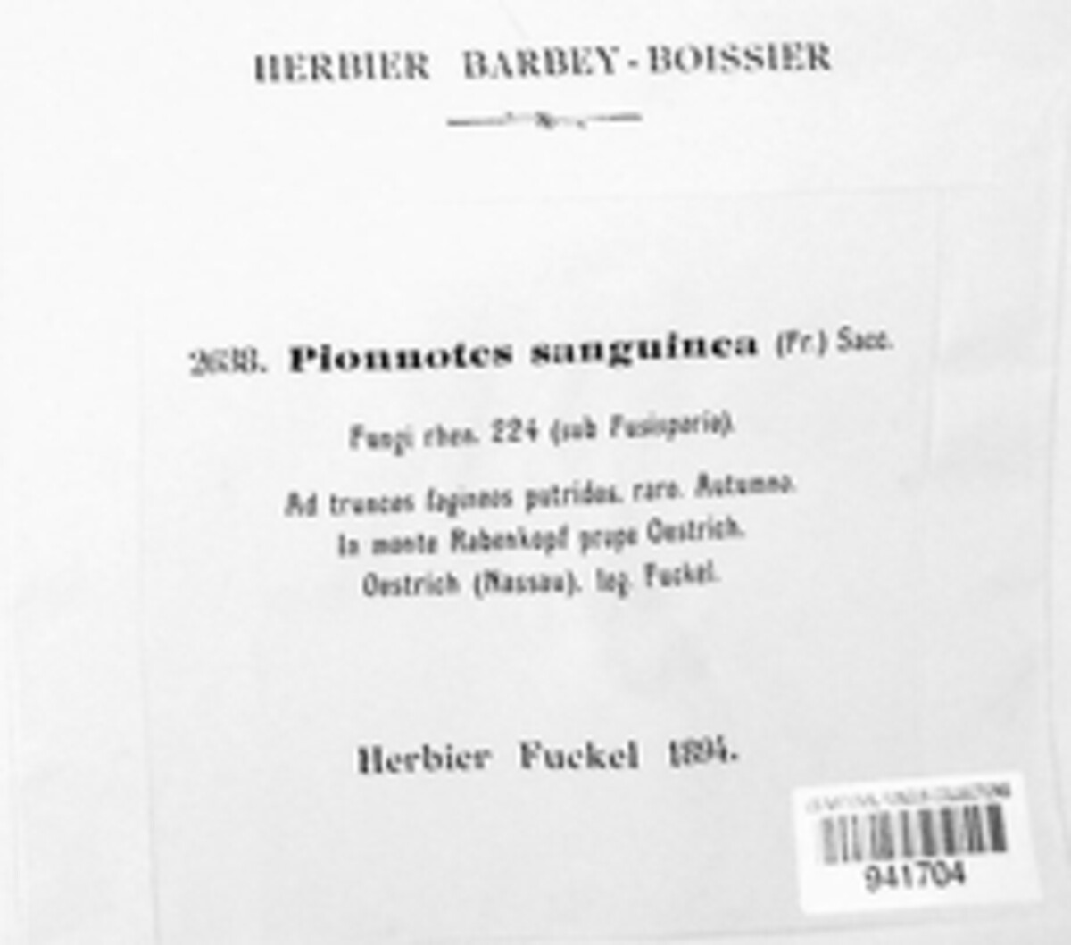 Pionnotes sanguinea image